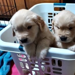 Golden Retriever Puppies from Falkinburg Goldens
