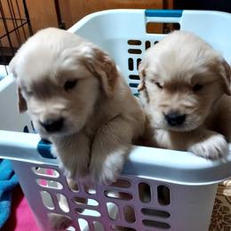 Golden Retriever Puppies from Falkinburg Goldens