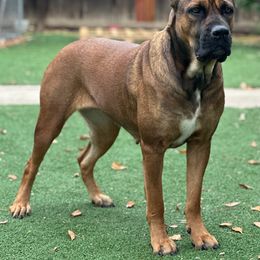 Rhea - Cane Corso