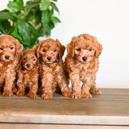 Aussiedoodle, Bernedoodle, Cavapoo, Goldendoodle, Irish Doodle, and Poodle Puppies from Sun Valley Goldendoodles