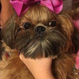 Lucy - Shih Tzu