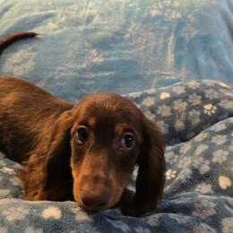 Gemma's boy - Chocolate and tan male Dachshund puppy in Wheatfield, Indiana from Wines Wienery