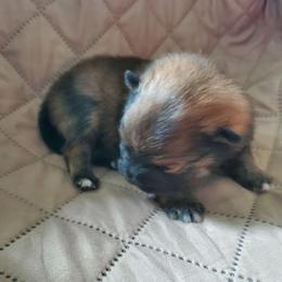 Olive - Chocolate and tan female Pomeranian puppy in Bellevue, Iowa from Fluffy Wonders Poms and Doodles