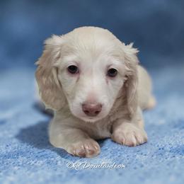Dove - Cream male Dachshund puppy in Oklahoma City, Oklahoma from OkieDoxieland Dachshunds