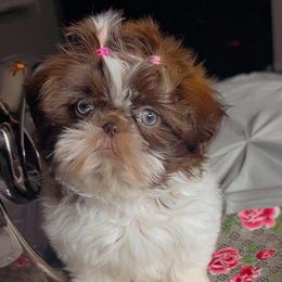 Princess Mocha - Red and white female Shih Tzu puppy in San Tan Valley, Arizona from Pretty Paws Shih Tzu's