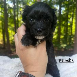 Phoebe - Black & white female Maltipoo puppy in Traverse City, Michigan from Riyem Wildflower Farms