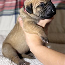 Daphne - Fawn female Great Dane puppy in Scottsburg, Virginia from Virginia Great Danes