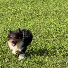 Gray Wolfman 25 - Gray and white male American Corgi puppy in Heyworth, Illinois from Schumaker Corgis