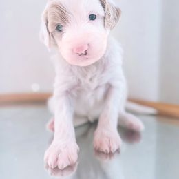 Nelly - Apricot Parti - White female Bernedoodle puppy in Orland, California from Shockley’s Elite Doodles