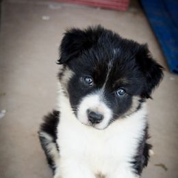 Border Collie Puppies from Shill Border Collies