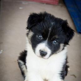 Border Collie Puppies from Shill Border Collies