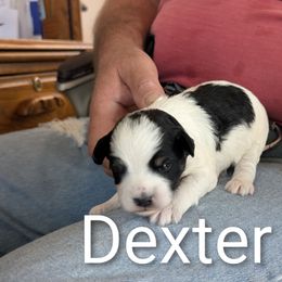 Dexter - Black and white male Schnoodle puppy in Huron, Tennessee from Wilma's Paw-Paw Patch