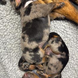 Girl 5 - Harlequin female Beauceron puppy in Henderson, Nevada from Joie de Vie Beaucerons