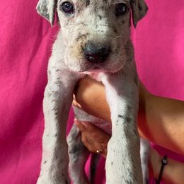Great Dane Puppies from Stancydane AKC Great Danes