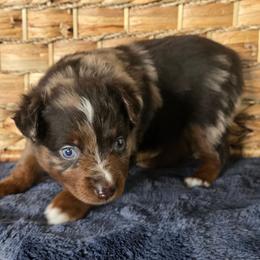 Gingerbread - Red merle female Miniature Australian Shepherd puppy in Paris, Texas from Blue Envy Mini Aussies