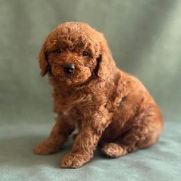 Joelene - Red Petite (Toy) Goldendoodle - Red  female Goldendoodle puppy in Lancaster, California from Kid's Best Doodle