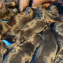 Female 1 - Black and rust female Doberman Pinscher puppy in Tallmadge, Ohio from Premier Dobermans