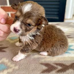 Purple Collar Girl Petunia - Blue female Pembroke Welsh Corgi puppy in Paris, Kentucky from Flat Run Corgis