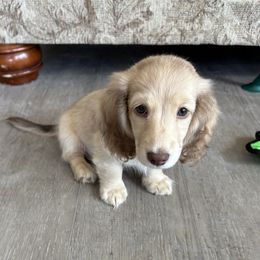 Boy 2 - Cream male Dachshund puppy in Farmersville, Texas from Dixie Doxies