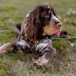 English Springer Spaniel puppies from South Delta Springers