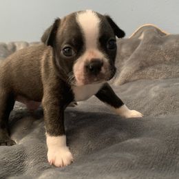 Sebastian - Black and white Boston Terrier puppy in Jupiter, Florida from CJM Boston and Boxer Puppies
