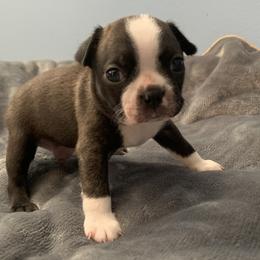 Sebastian - Black and white Boston Terrier puppy in Jupiter, Florida from CJM Boston and Boxer Puppies