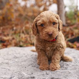 Red - Caramel male Australian Labradoodle puppy in Williamstown, New York from Lewis Manor Labradoodles