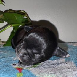 Puppy A - Black and white male Staffordshire Bull Terrier puppy in Princeton, Minnesota from Thor’s Beagles & Maha’s Staffy