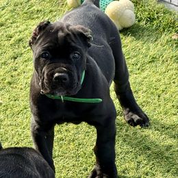 Green Collar Male - Black male Cane Corso puppy in Mc Ewen, Tennessee from Worldwide Kennels