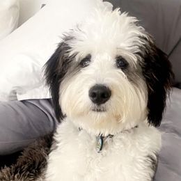Bernedoodles and Goldendoodles from Ekelund Doodles