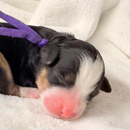 Girl 3 - Tri-color female Bernedoodle puppy in Sandy, Oregon from MC Doodles