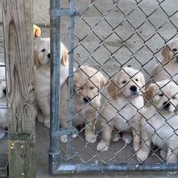 Golden Retriever Puppies from Kaczara Farm Goldens