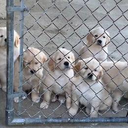 Golden Retriever Puppies from Kaczara Farm Goldens
