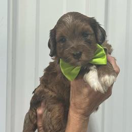 Green - Chocolate merle male Bernedoodle puppy in Petersburg, Michigan from Brittany’s Mini Bernedoodles