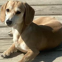 Frosty - Dachshund