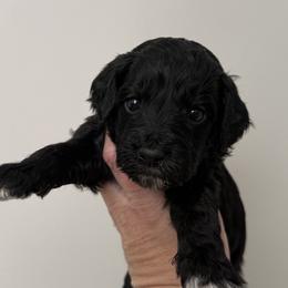 Ace - Black male Goldendoodle puppy in Clinton, Utah from Golden Law Kennels