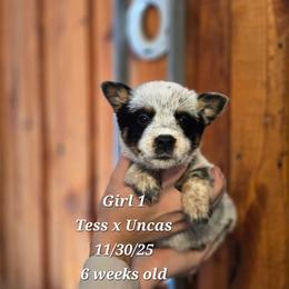Girl 1 - Blue mottled female Australian Cattle Dog puppy in Monroe, North Carolina from Creek View Cattle Dogs