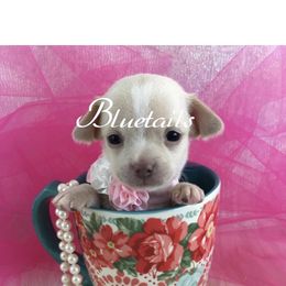 Chihuahua and Dachshund Puppies from Blue Tails Farm