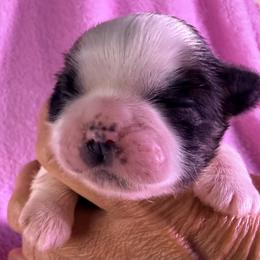 Carmello - Red and white female Shih Tzu puppy in Winston Salem, North Carolina from Little Miracles Shih Tzu