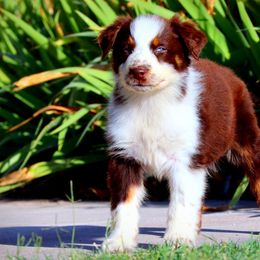 Australian Shepherds and Miniature Australian Shepherds from Lazy D Ranch Australian Shepherds