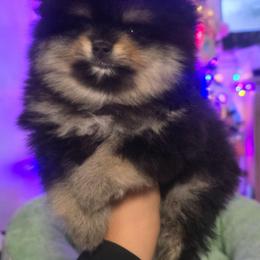 Pumpkin - Black and tan male Pomeranian puppy in Buckeye, Arizona from BL Poms Heaven