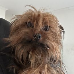 Nyx - Yorkshire Terrier