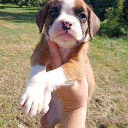 Becky - Fawn female Boxer puppy in Cannon Falls, Minnesota from Pattys Boxers and Bulldogs