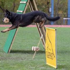 German Shepherds from Von Michaels German Shepherds
