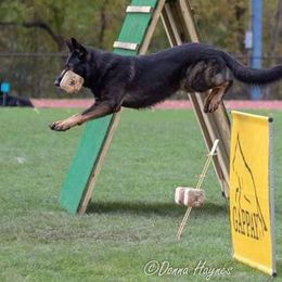 German Shepherds from Von Michaels German Shepherds