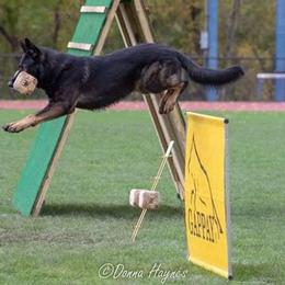 German Shepherds from Von Michaels German Shepherds