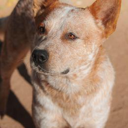 Australian Cattle Dog puppies from A2 Australian Cattle Dogs