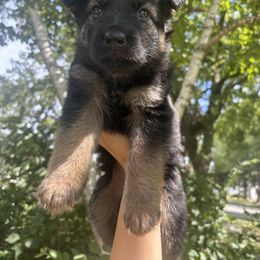 German Shepherd Puppies from Fancy GSDs