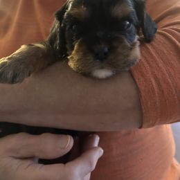 Mikey - Black and tan male Cavalier King Charles Spaniel puppy in Burke, New York from Patti’s Puppies