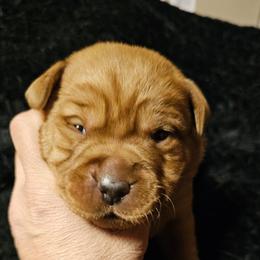 6th choice female available to reserve - Yellow female Labrador Retriever puppy in Dalton, Pennsylvania from Whiteduck Mountain Kennel AKC Australian Cattle Dogs and AKC Fox Red Labrador Retrievers